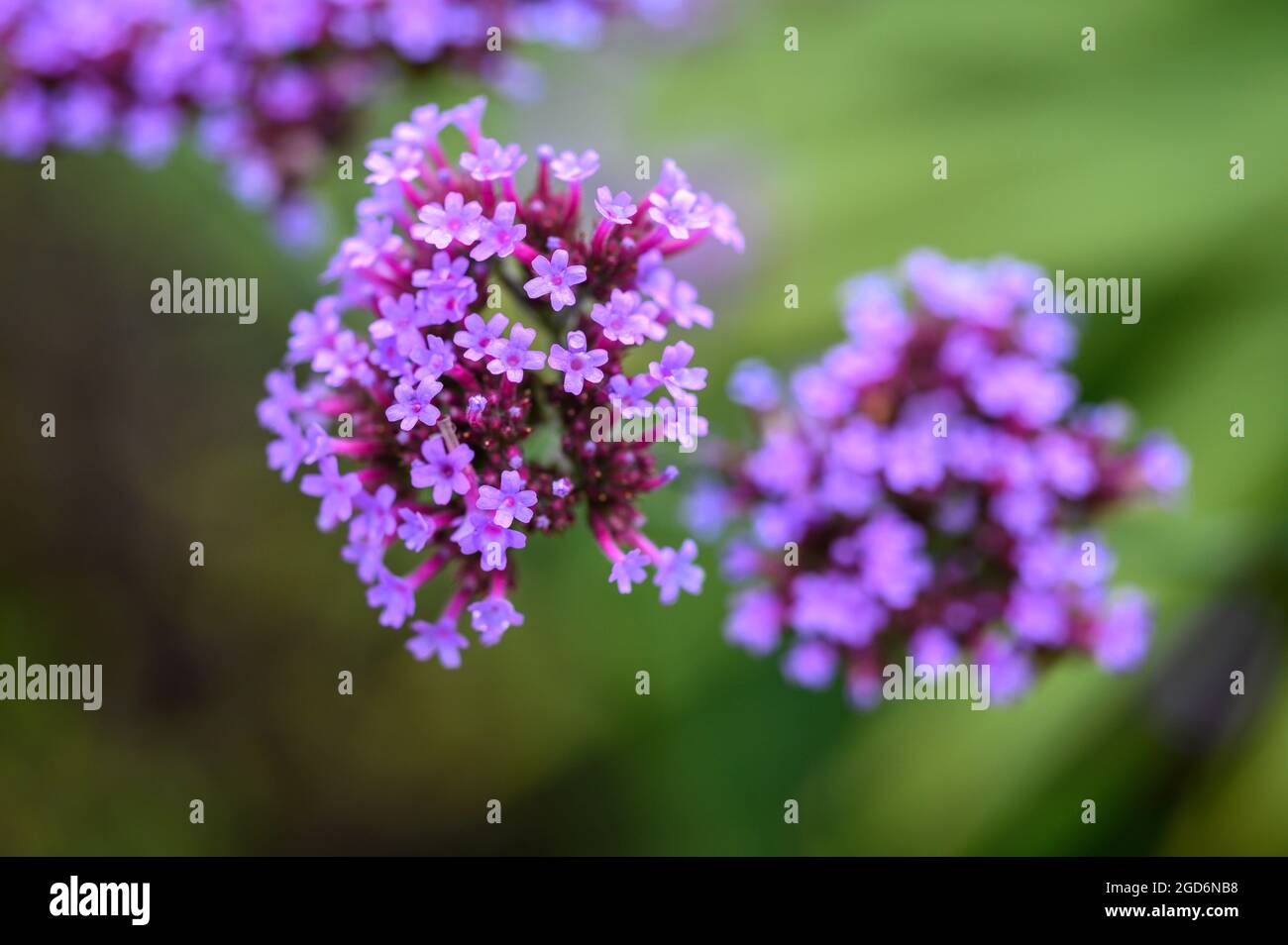 Gros plan photo des fleurs sur une plaque vervain (verveine bonariensis) après la pluie en été dans un jardin anglais. Banque D'Images
