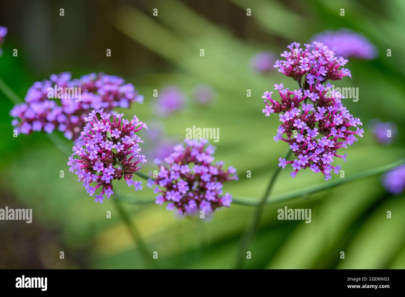 Gros plan photo des fleurs sur une plaque vervain (verveine bonariensis) après la pluie en été dans un jardin anglais. Banque D'Images