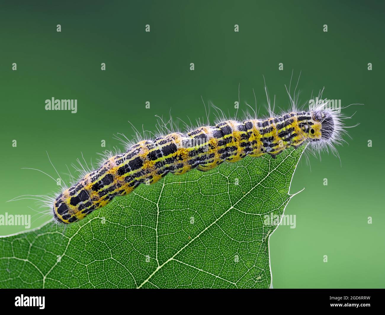 Vue latérale d'une chenille de gros papillon blanc de chou, Pieris brassicae, au-dessus d'une feuille verte, macroshot avec bokeh vert Banque D'Images