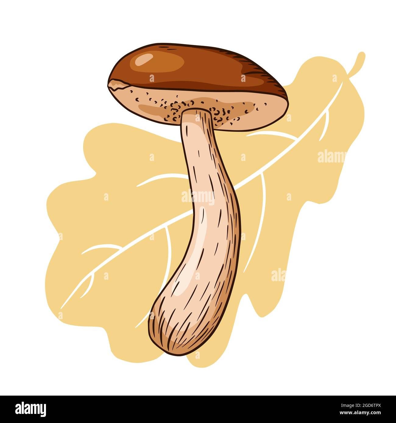 Illustration de Boletus et de feuilles de chêne dessinées à la main. Croquis de champignons forestiers pour logo, emblème, étiquette, imprimés, autocollants, design et décoration du menu Illustration de Vecteur