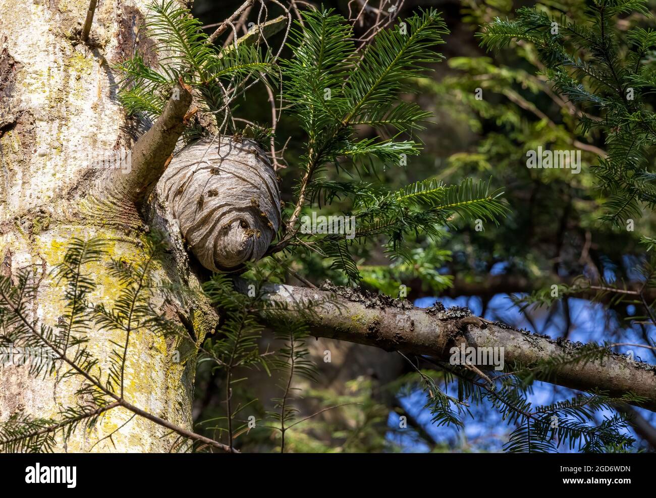 Arbre Avec Grand Nid Banque d'image et photos Alamy — free download