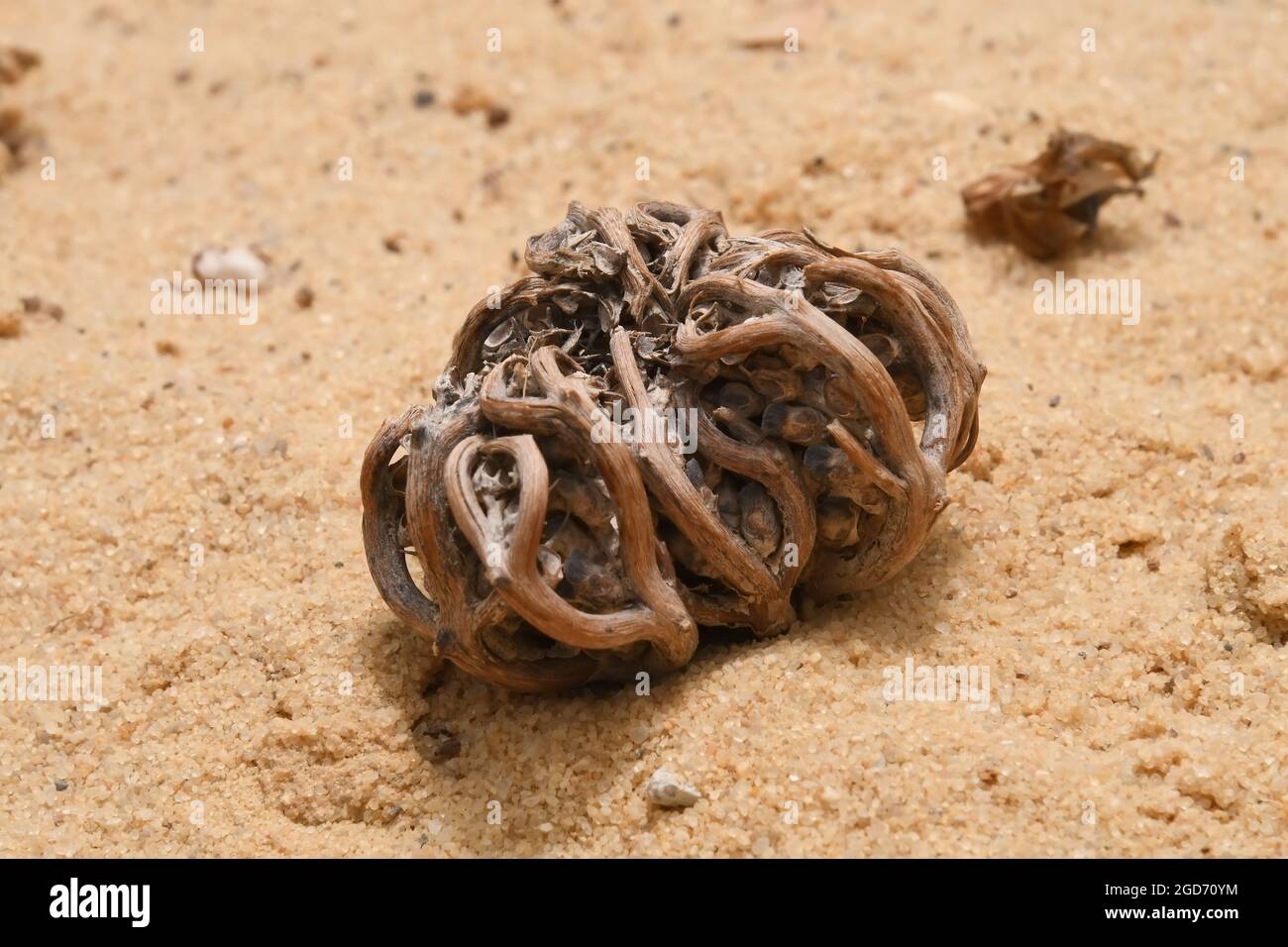 Rose de Jéricho, Asteriscus hierochuntica Banque D'Images