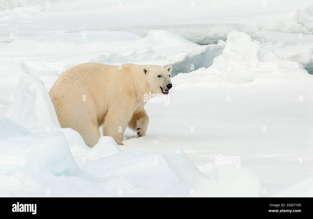 Ours polaire (Ursus maritimus) adulte marchant sur la glace Banque D'Images