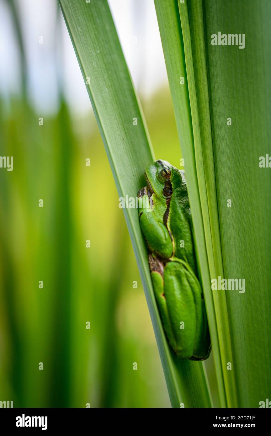 La grenouille des arbres européens (Hyla arborea) assise parmi les feuilles d'une queue de chat verte. Magnifique petite grenouille verte, macro, arrière-plan flou. Banque D'Images