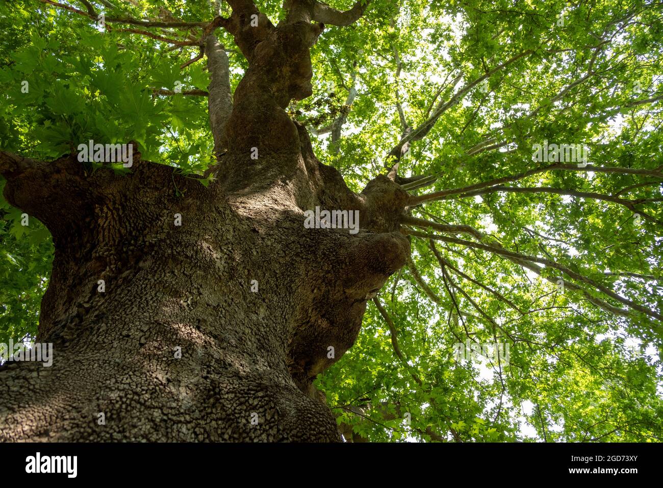 L'arbre de çınar ( Platanus orientalis) a une place importante en Turquie qui provient de l'Empire ottoman. Banque D'Images