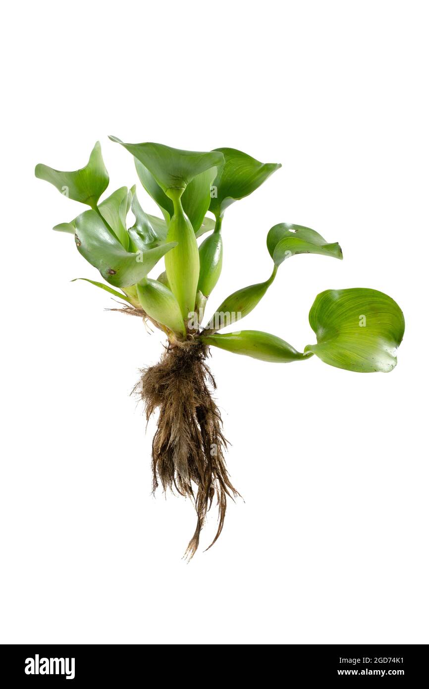 Jacinthe d'eau (Eichhornia crassipes). Plante avec des feuilles isolées sur fond blanc Banque D'Images