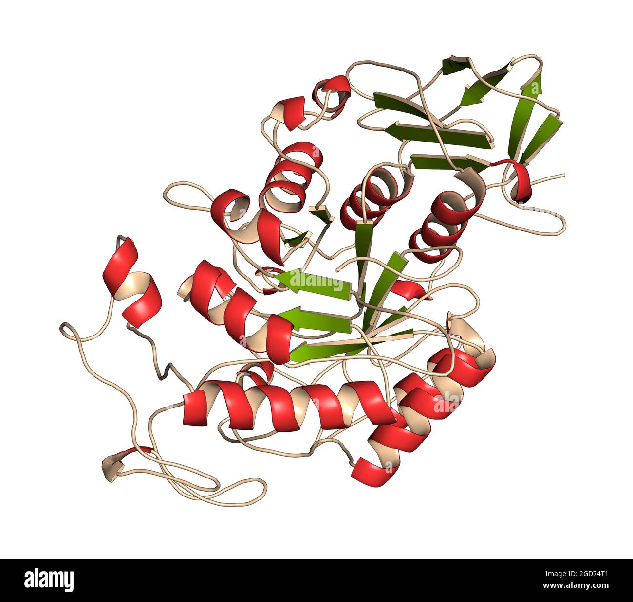 Amylase Banque de photographies et d’images à haute résolution Alamy