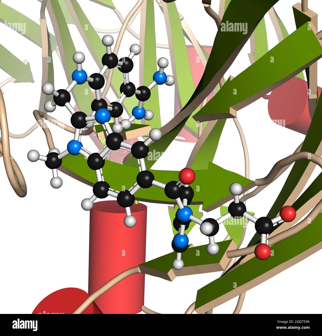 Protéine antidote du dabigatran liée au dabigatran. Illustration 3D Banque D'Images