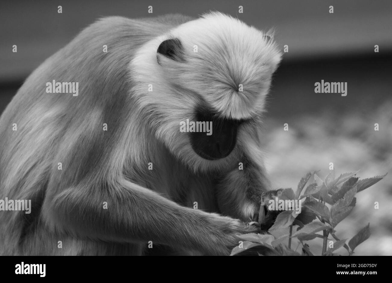 Langur en choisissant les meilleures feuilles Banque D'Images