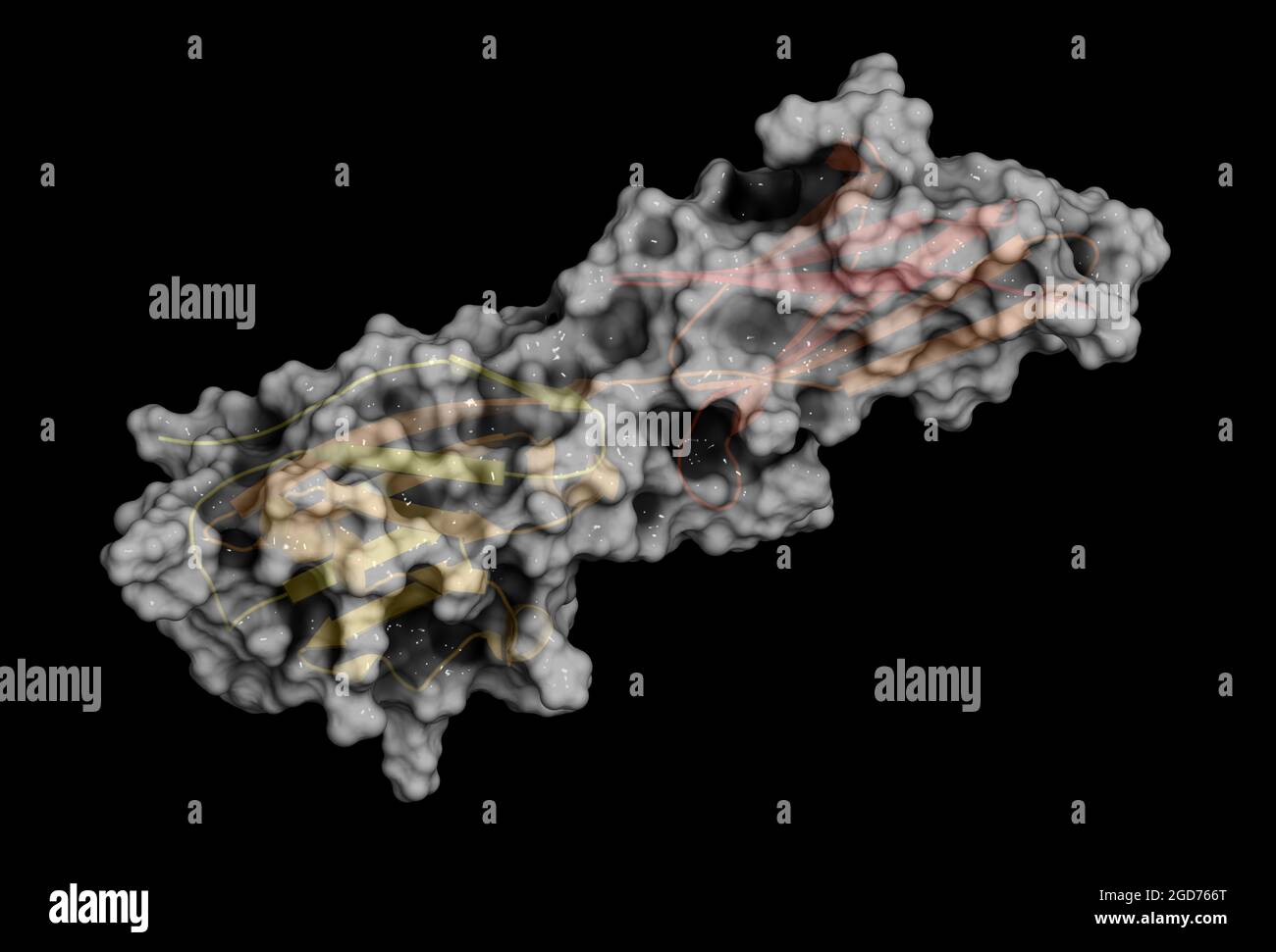 Protéine de ligand de mort programmée 1 (PD-L1), rendu 3D Banque D'Images
