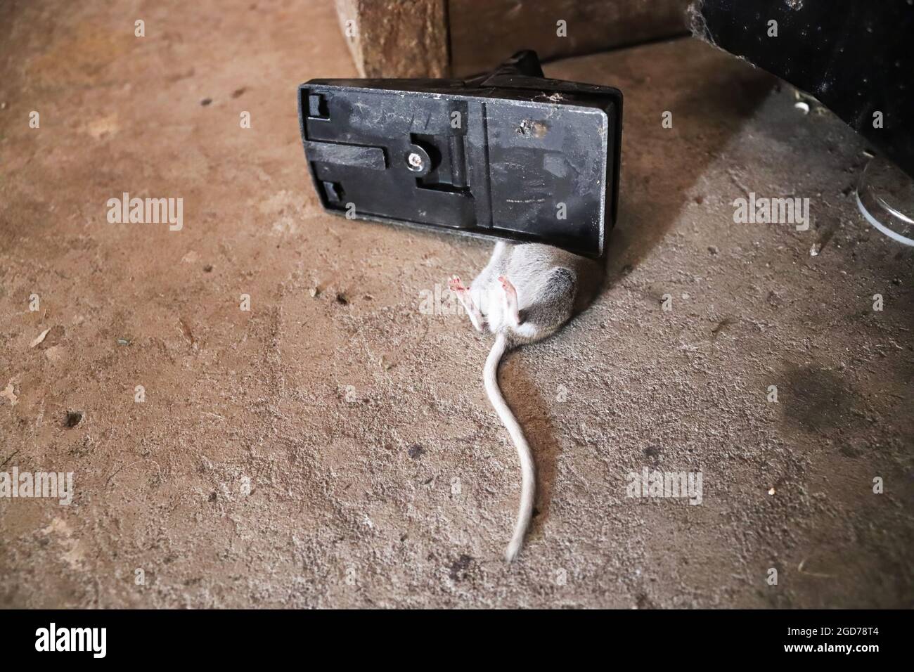 Une souris morte coincée dans un piège sur un sol de garage Photo Stock Alamy