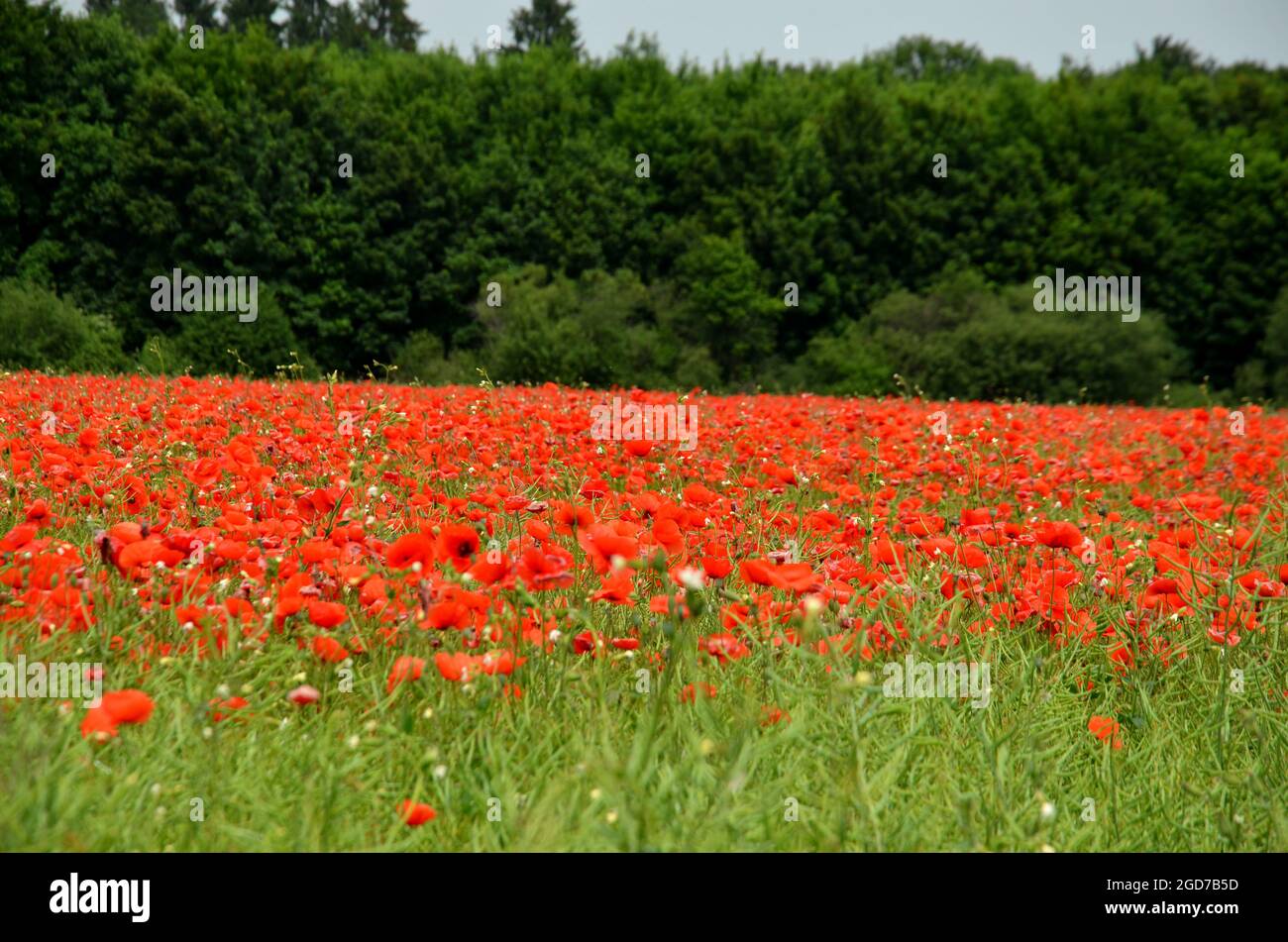 coquelicots rouges sur la prairie en été, coquelicots rouges, fleurs d'été Banque D'Images
