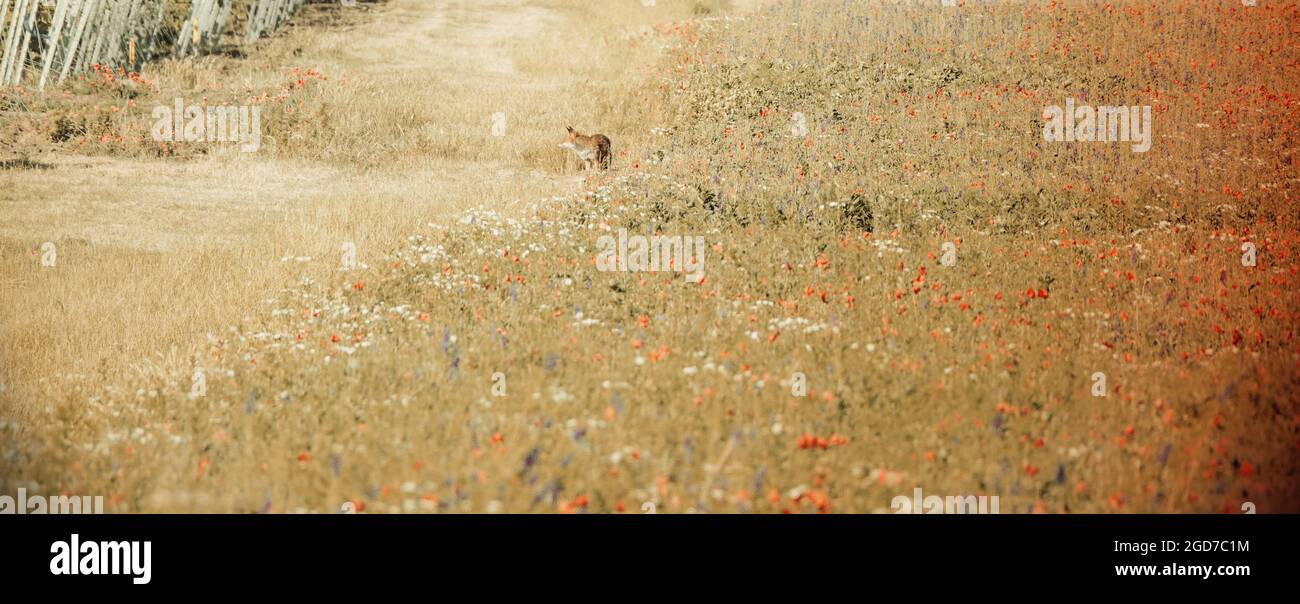 Paysage avec UN renard, Rhinehesse Banque D'Images