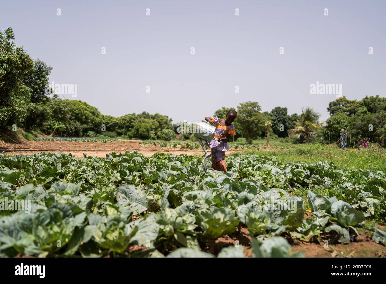 Grand champ de chou avec une petite fille arroser les plantes à partir d'un métal lourd CAN, quelque part en Afrique Banque D'Images