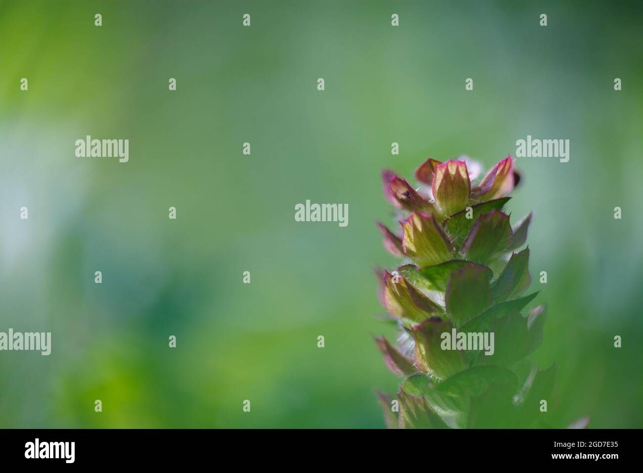 Gros plan d'une plante autocicatrante commune (Prunella vulgaris) avec une agréable végétation estivale de prairie de fleurs sauvages en arrière-plan. Fleurs sauvages de Suisse Banque D'Images