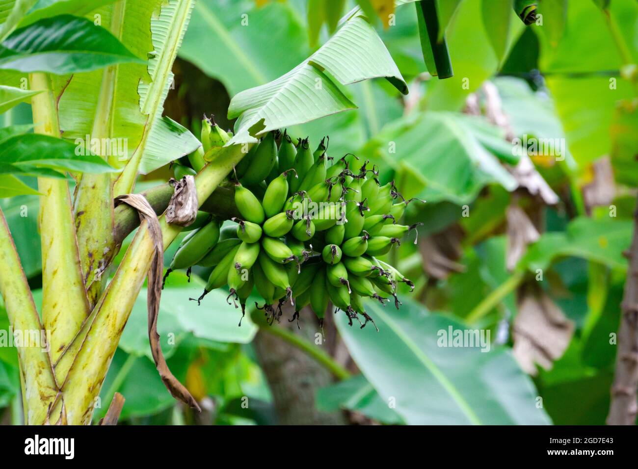 Banane verte fraîche sur l'arbre et feuille verte dans la jungle Banque D'Images