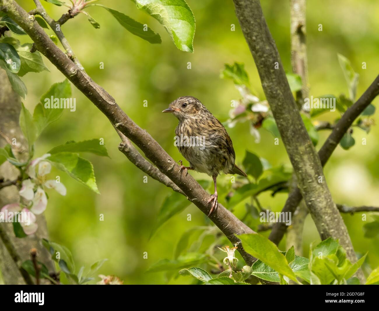 Jeunes Dunnock ( Prunella modularis) Banque D'Images