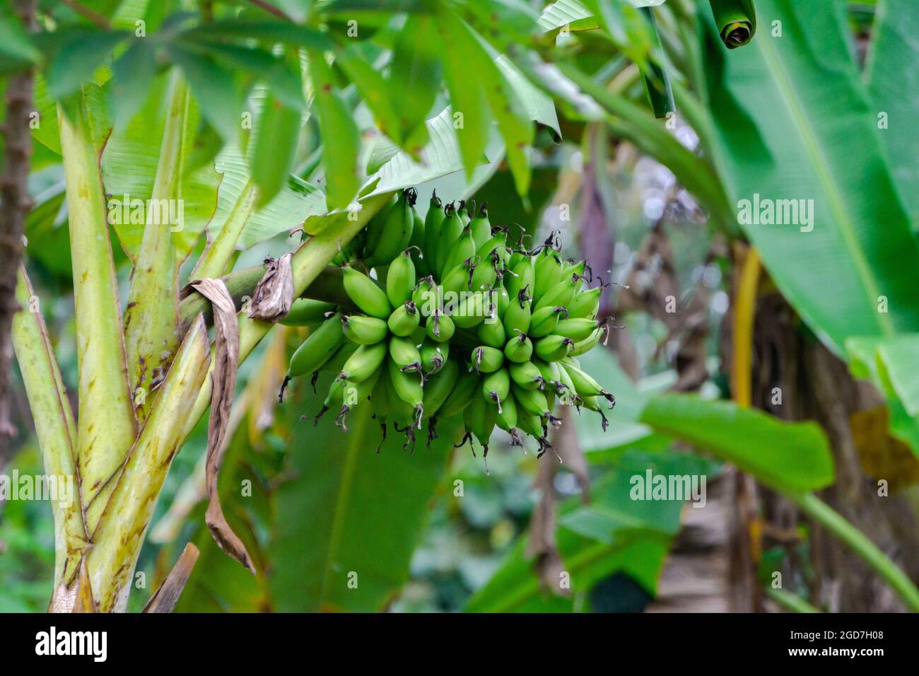 Banane verte fraîche sur l'arbre et feuille verte dans la jungle Banque D'Images