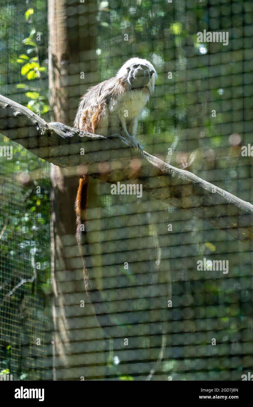 Tamarin en coton aka saguinus oedipus en captivité dans un zoo Banque D'Images