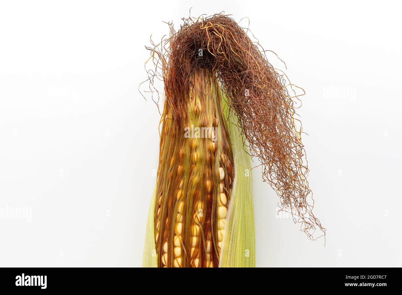 Grains de maïs sur l'oreille avec de la soie. Concept de remplissage de grain, de stade de croissance et de jeu de grains Banque D'Images