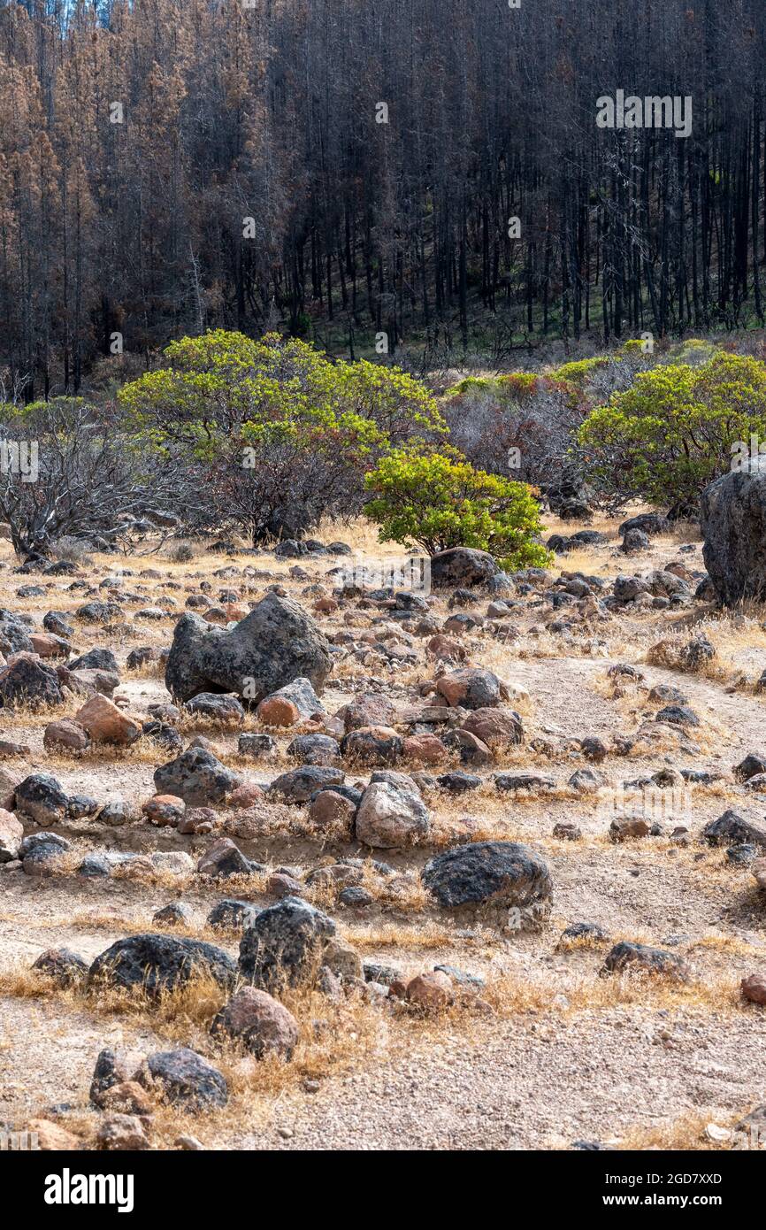 Labyrinthe de rochers au parc national Robert Louis Stevenson le long de la piste, comté de Napa, Californie, États-Unis, sentier rock de table, avec la vége endommagée par le feu Banque D'Images
