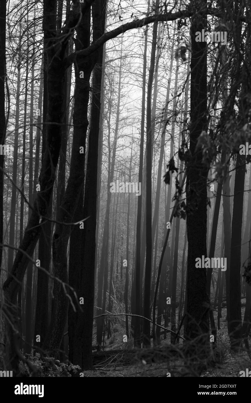 Vue panoramique d'une partie brûlée de la forêt le long du sentier de roche de table au parc national Robert Louis Stevenson, comté de Napa, Californie, États-Unis, Bla Banque D'Images
