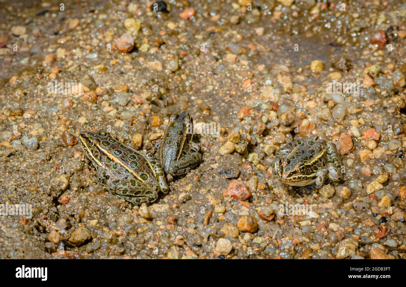 Trois jeunes grenouilles léopard des Plaines (Lithobates blari anciennement Rana blari) sur un banc de sable humide le long de Tiny creek, Sellar's Gulch, Castle Rock Colorado USA. Banque D'Images