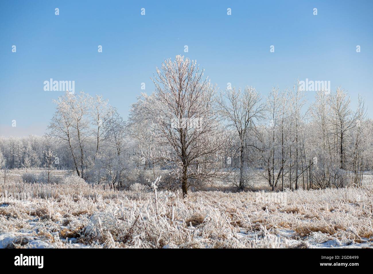 Scène de paysage hivernal glacial prise le 5 janvier 2021 à Athènes, Wisconsin. Avec givre. Banque D'Images