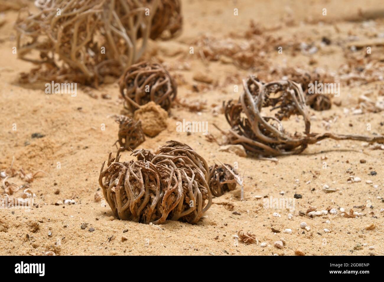 Rose de Jéricho, Asteriscus hierochuntica Banque D'Images