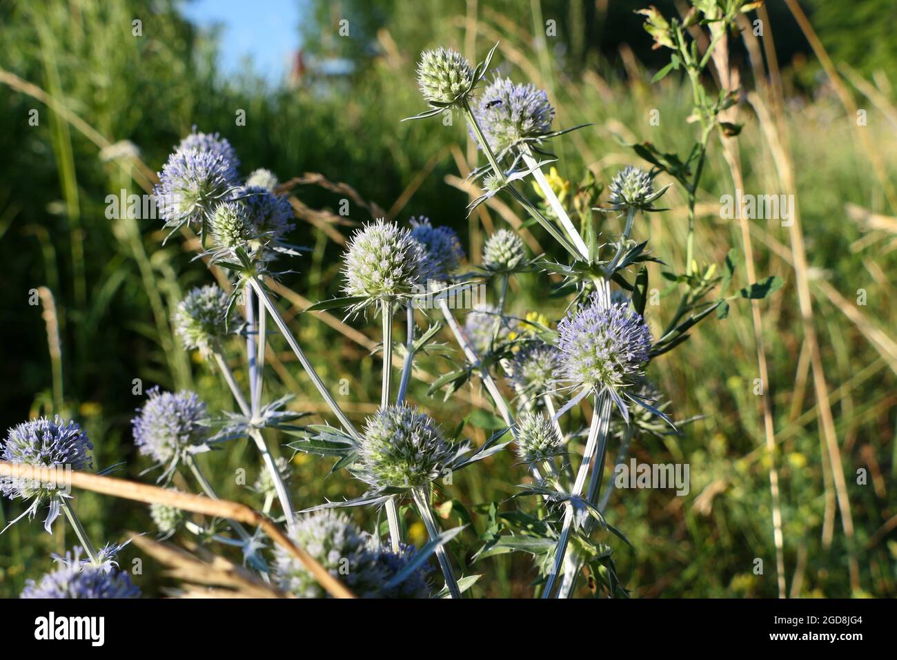 Chardon sur le terrain. Plantes épineuses sur le terrain en été. Banque D'Images