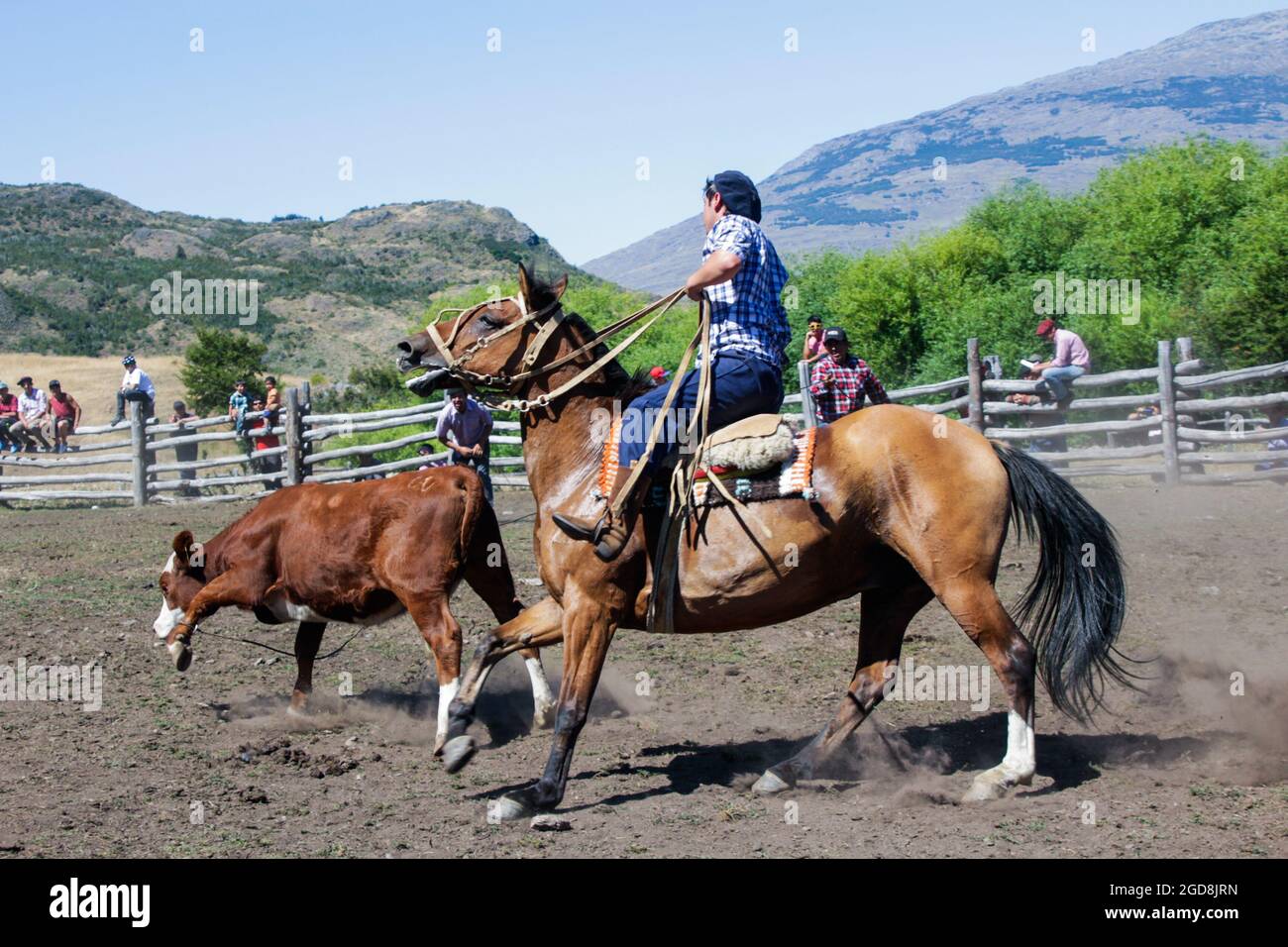COCHRANE, CHILI - 31 janvier 2016 : Gaucho à cheval à la poursuite du veau. Patagonie. Région d'Aysen. Banque D'Images