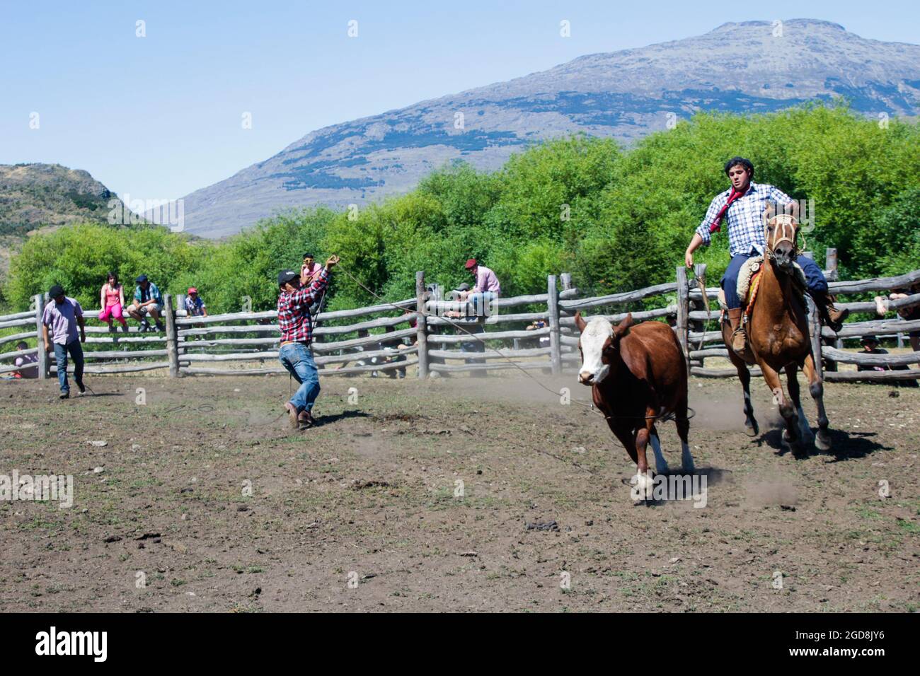 COCHRANE, CHILI - 31 janvier 2016 : Gaucho à cheval à la poursuite du veau. Patagonie. Région d'Aysen. Banque D'Images