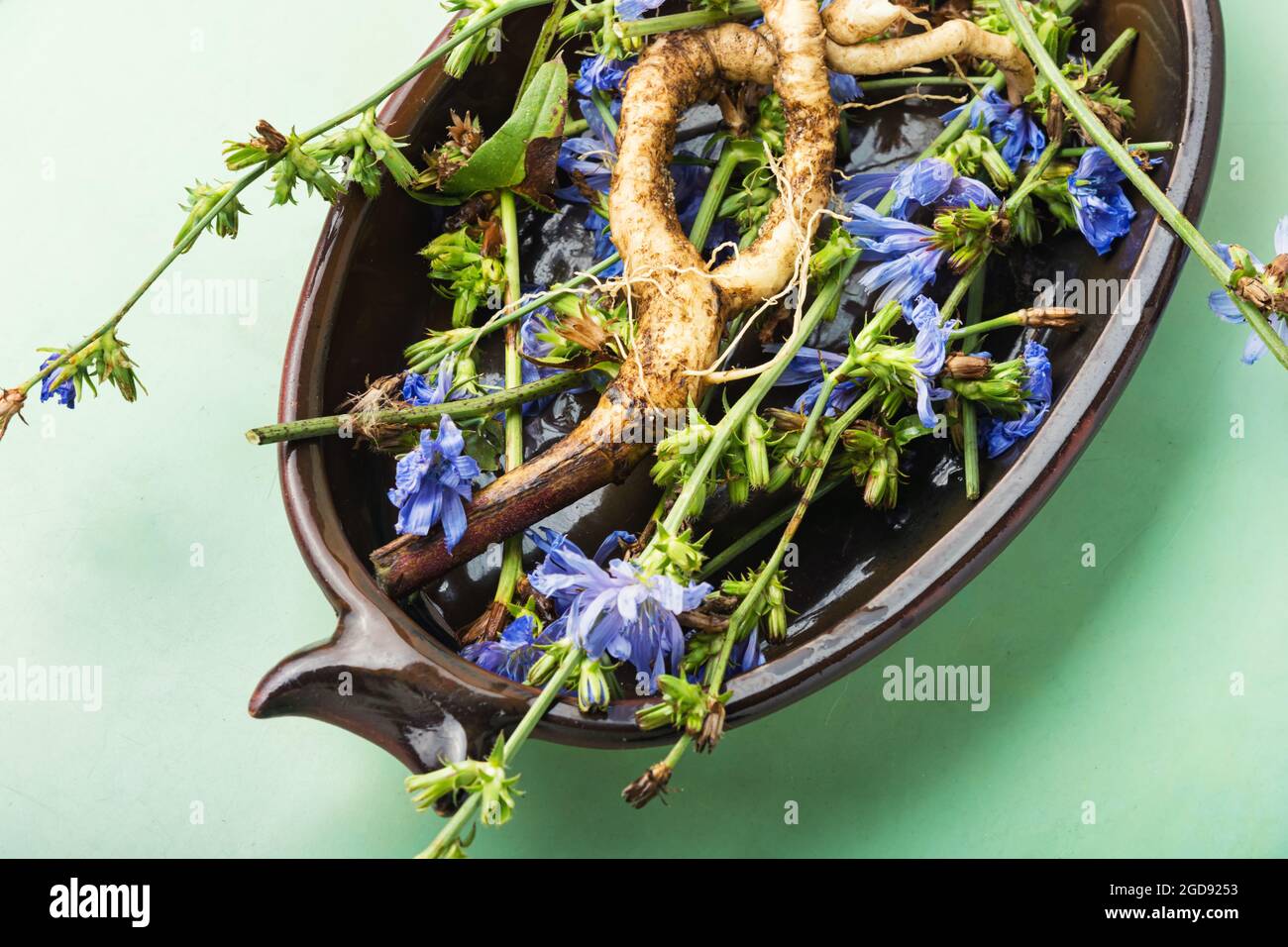 Racine de chicorée et fleurs de chicorée, mauvaises herbes. Plante sauvage en phytothérapie. Banque D'Images