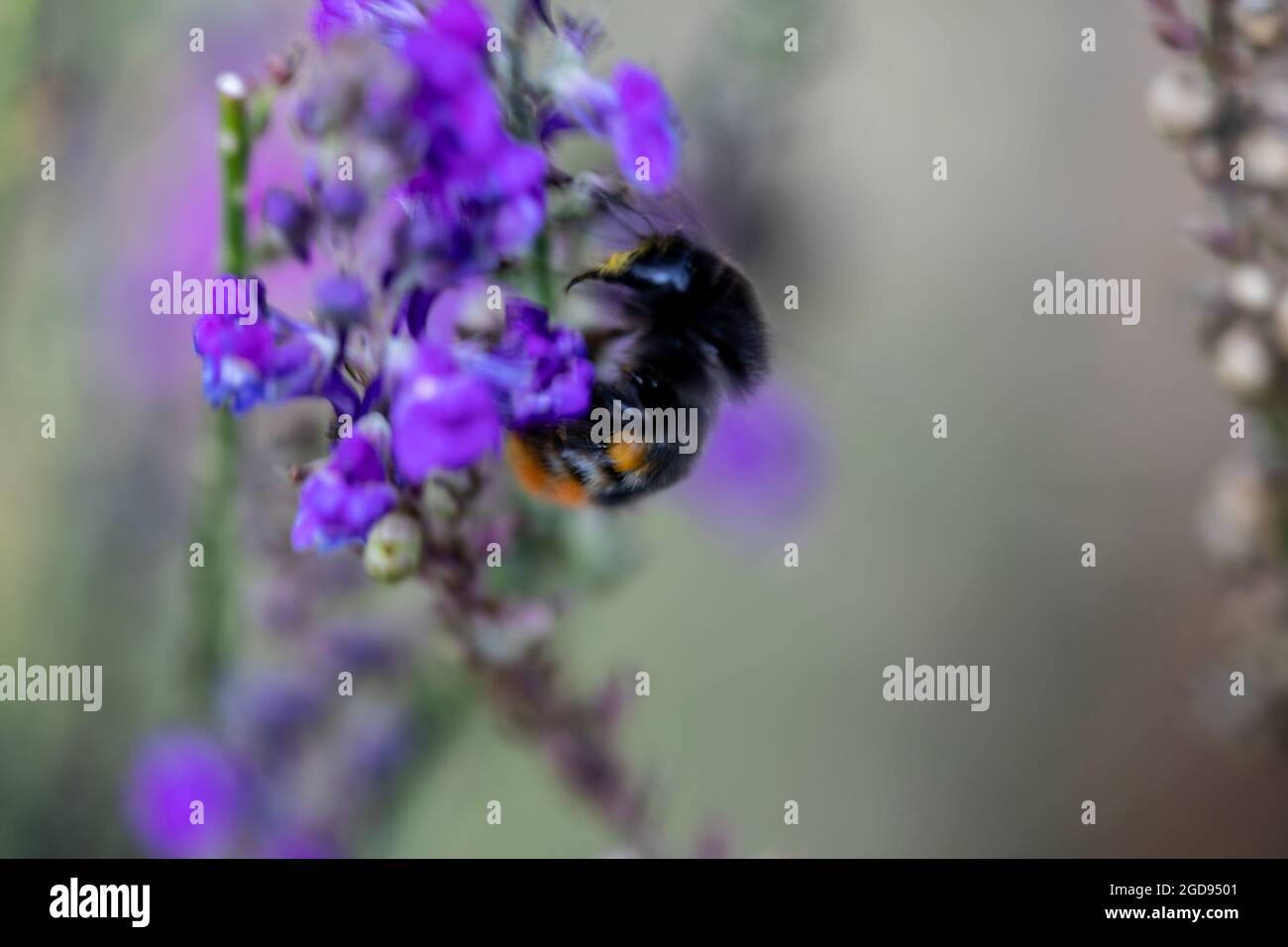 Résumé mouvement femelle floue à queue rouge Bumble Bee (Bombus lapidarius) Banque D'Images