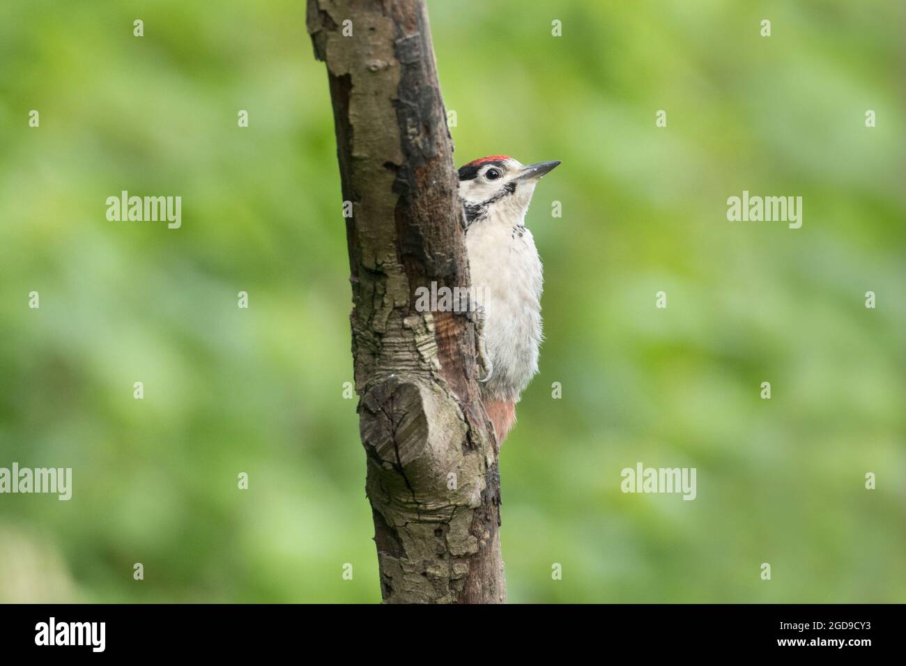 Grand pic à pois, High Batts, North Yorkshire Banque D'Images
