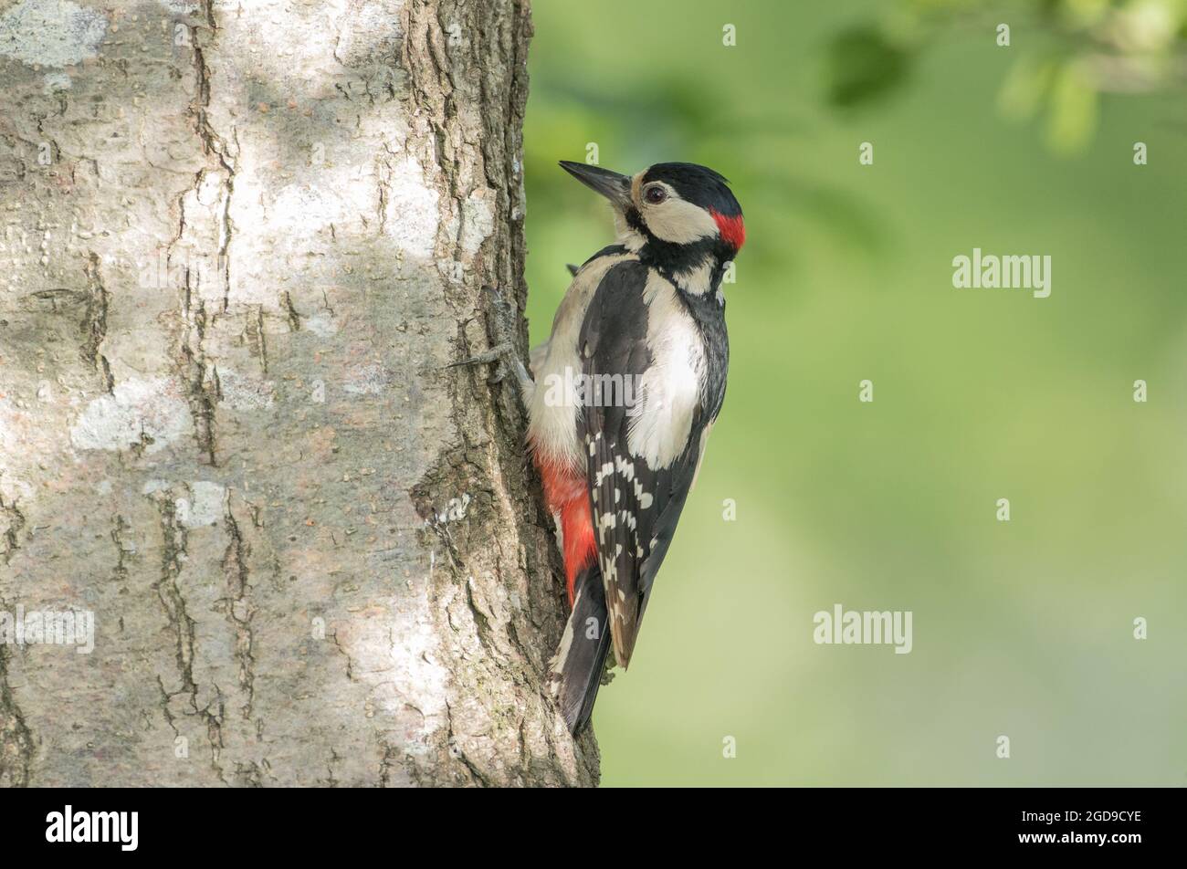 Grand pic à pois, High Batts, North Yorkshire Banque D'Images