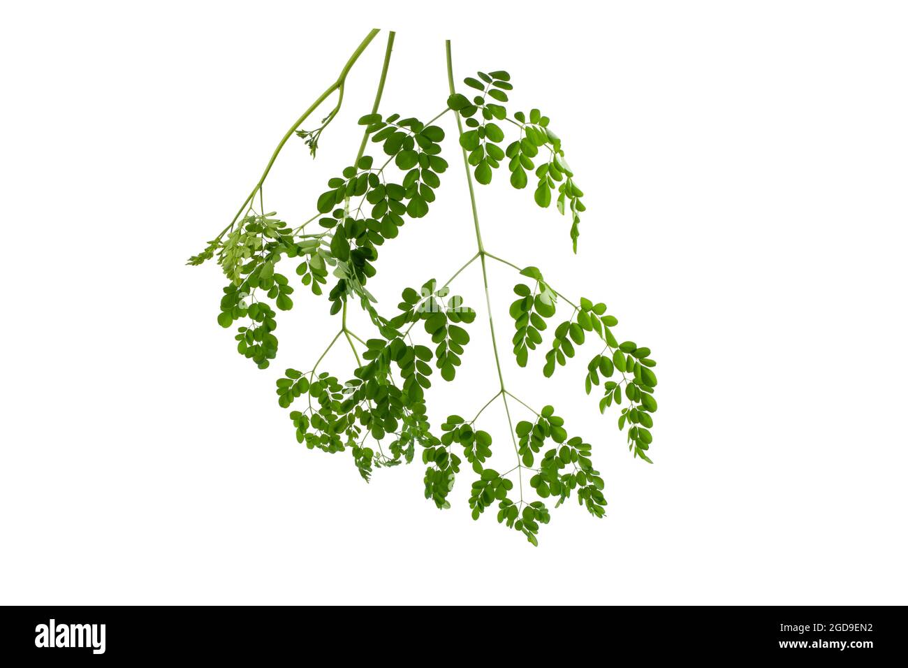 Moringa oléifera isolé sur fond blanc Banque D'Images