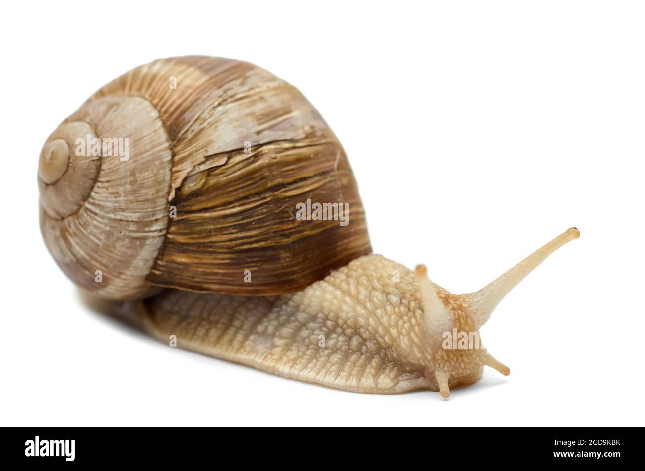 Snail isolé sur fond blanc Banque D'Images