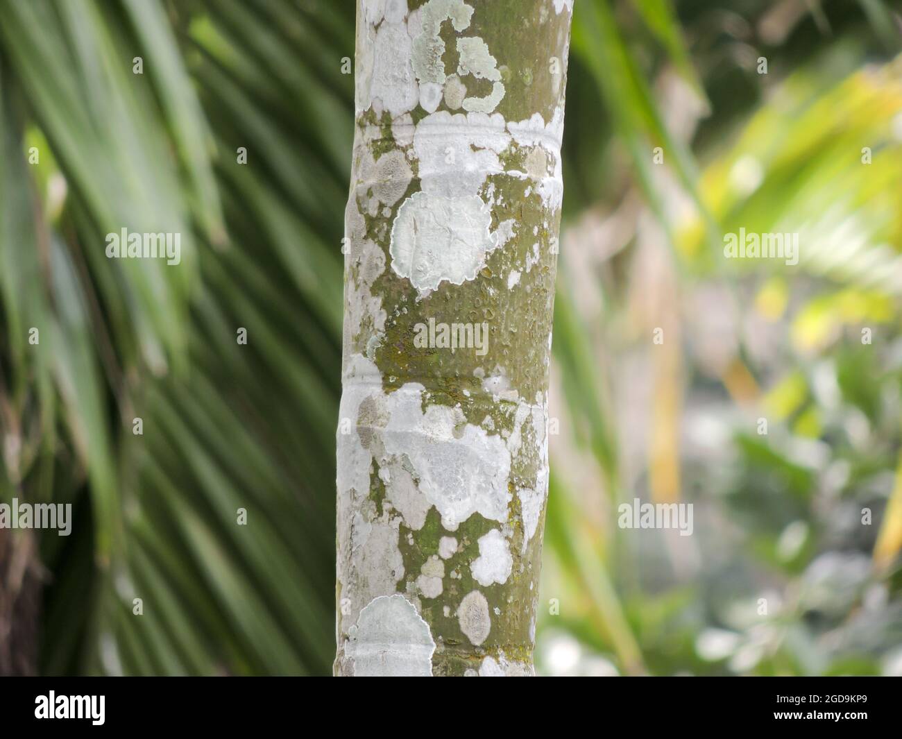 Gros plan d'un tronc d'arbre à noix d'arec recouvert de mousse Banque D'Images