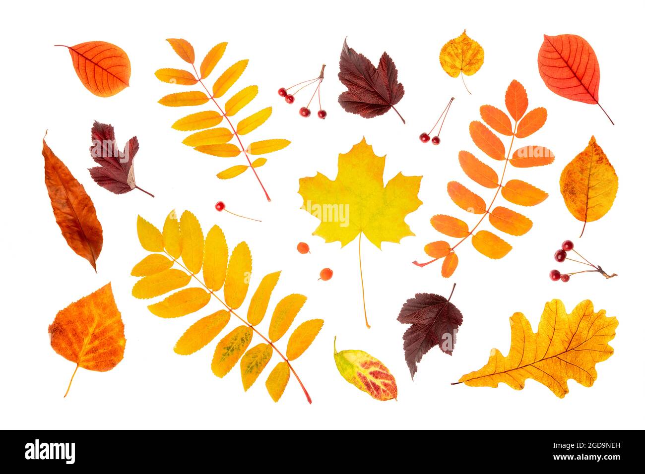 Ensemble de feuilles d'automne naturelles et de baies isolées sur fond blanc. Vue de dessus. Banque D'Images