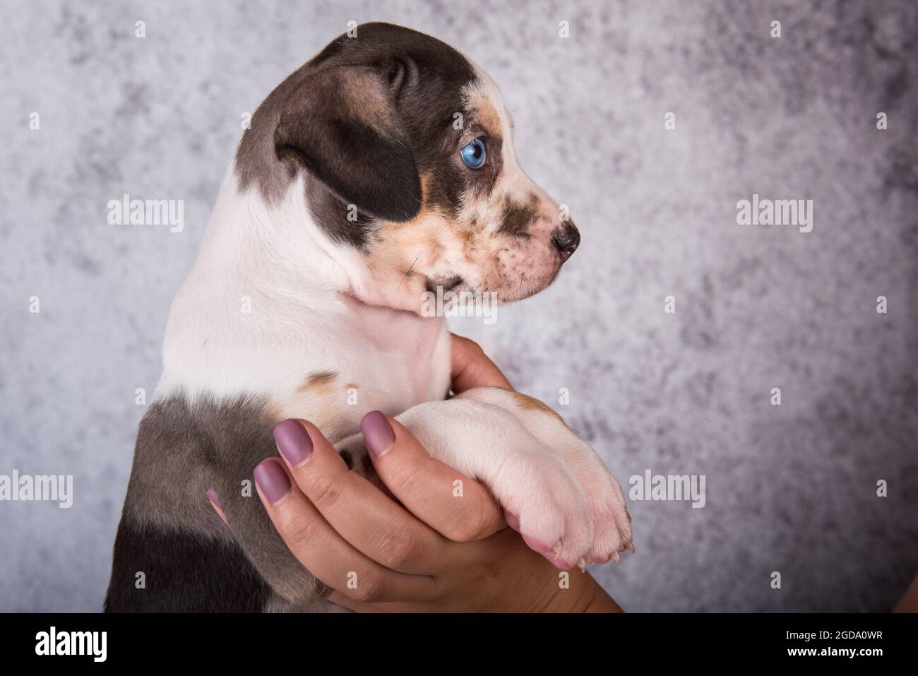 Louisiana Catahoula Leopard chien chiot sur les mains Banque D'Images