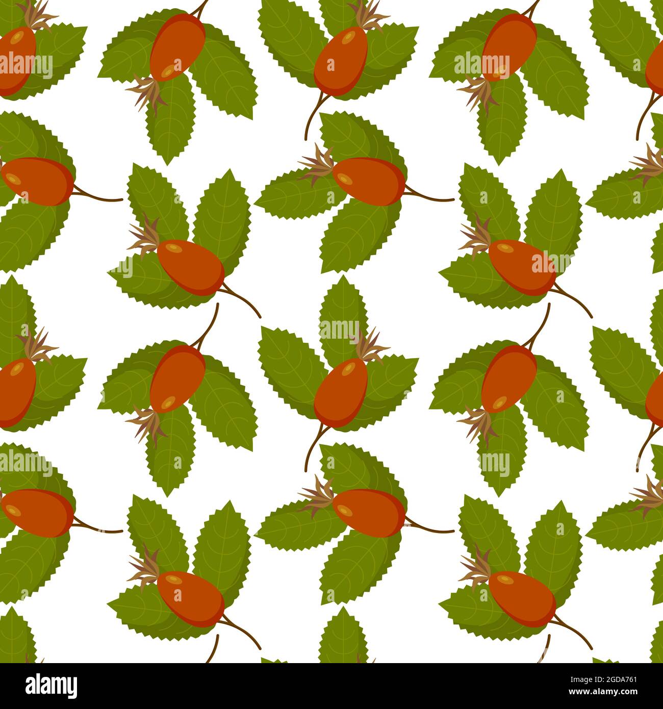 Rosehip rose Canina motif fruits avec feuilles, baies. Sur fond blanc. Illustration vectorielle Illustration de Vecteur