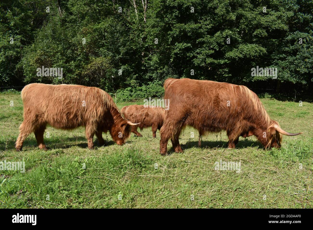 Vache Highland en Allemagne Banque D'Images