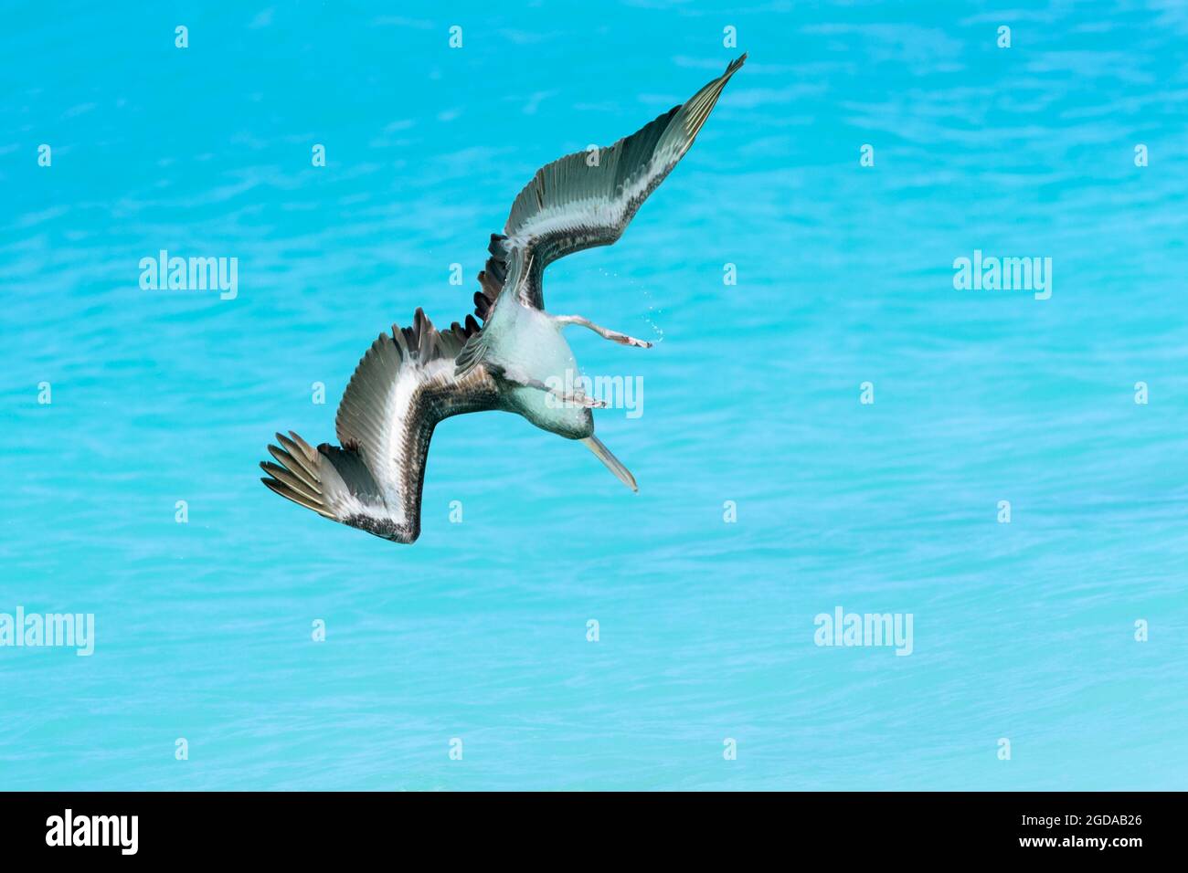 Pélican brun (Pelecanus occidentalis) plongée pour poissons dans les eaux tropicales colorées, Bonaire, Antilles néerlandaises. Banque D'Images