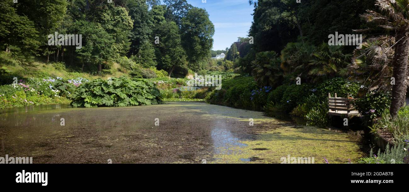 Une image panoramique de la vue spectaculaire depuis le bas de l'étang Mallard dans les superbes jardins subtropicaux de Trebah Gardens, dans les Cornouailles. Banque D'Images