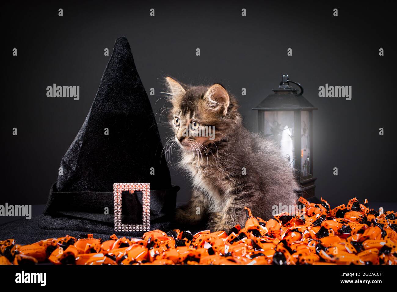 Joli chat rayé près d'un chapeau de sorcière et d'une lanterne sur fond noir. Animaux de compagnie d'Halloween. Banque D'Images