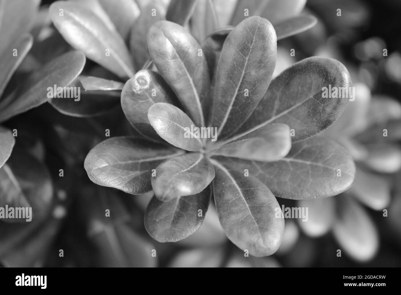 Photo en niveaux de gris de plantes exotiques avec des feuilles épaisses dans la forêt Banque D'Images