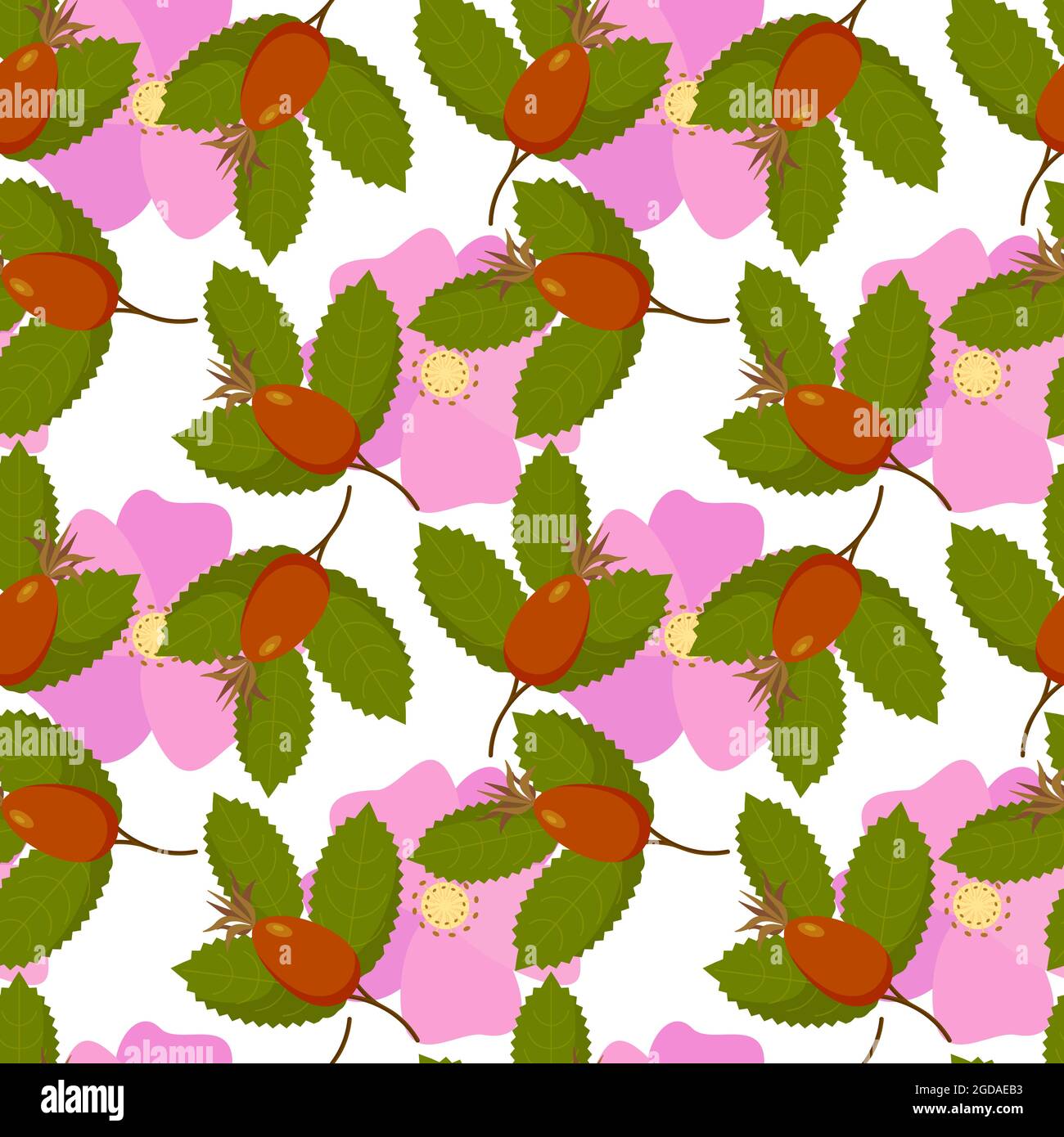 Rosehip rose motif de canina fleurs fruit avec feuilles, baies. Sur fond blanc. Illustration vectorielle Illustration de Vecteur