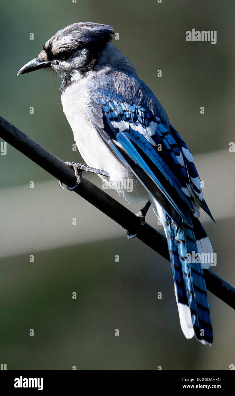 Bluejay sur une haute perchaude Banque D'Images