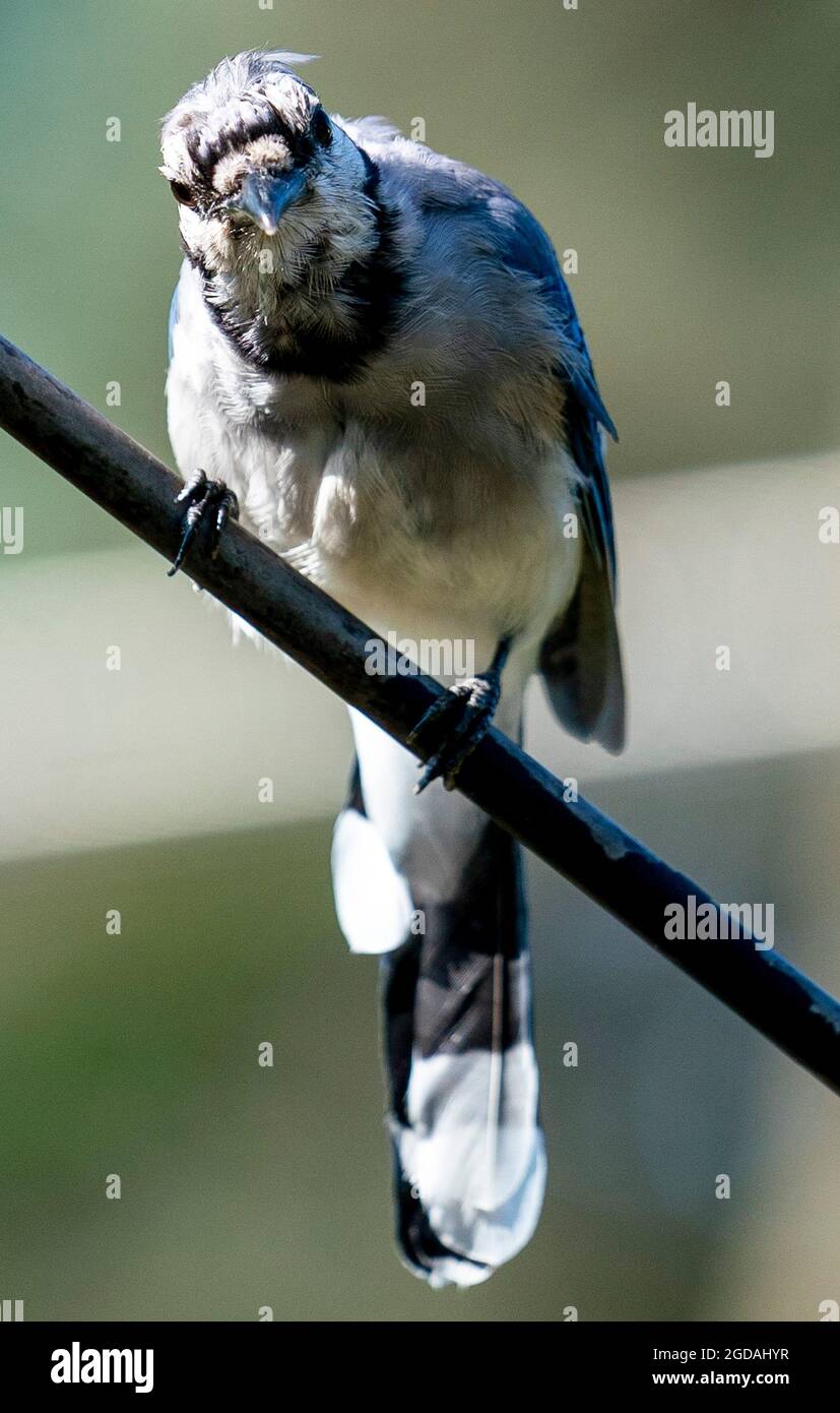 Bluejay sur une haute perchaude Banque D'Images